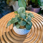 Fittonia in Designer White Golf Pot