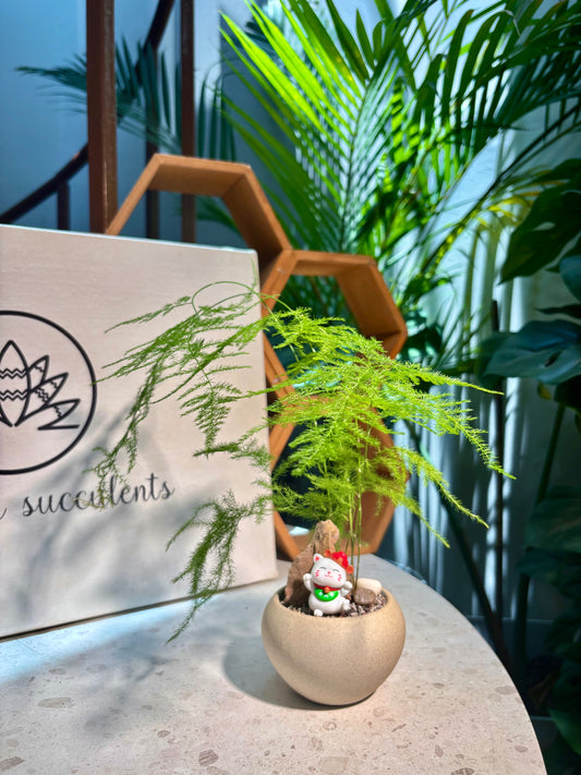 Asparagus Setaceus in Nude Pot 🧸