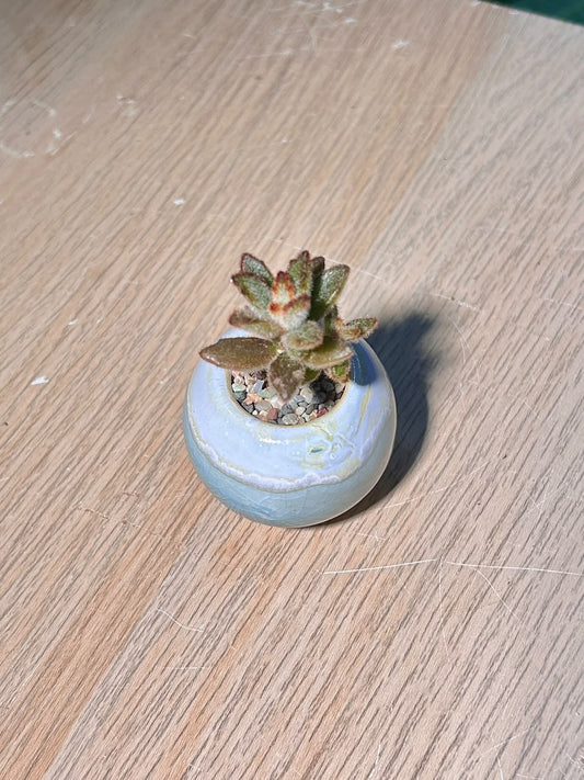 Teddy Bear Kalanchoe (ζ³°θΏͺηε€θ) Kalanchoe Tomentosa in Blue Glazed Ceramic Pot