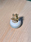 Teddy Bear Kalanchoe (泰迪熊多肉) Kalanchoe Tomentosa in Blue Glazed Ceramic Pot