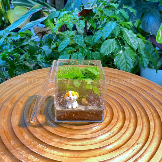 Fern & Moss Arrangement in Arcylic Terrarium (M)