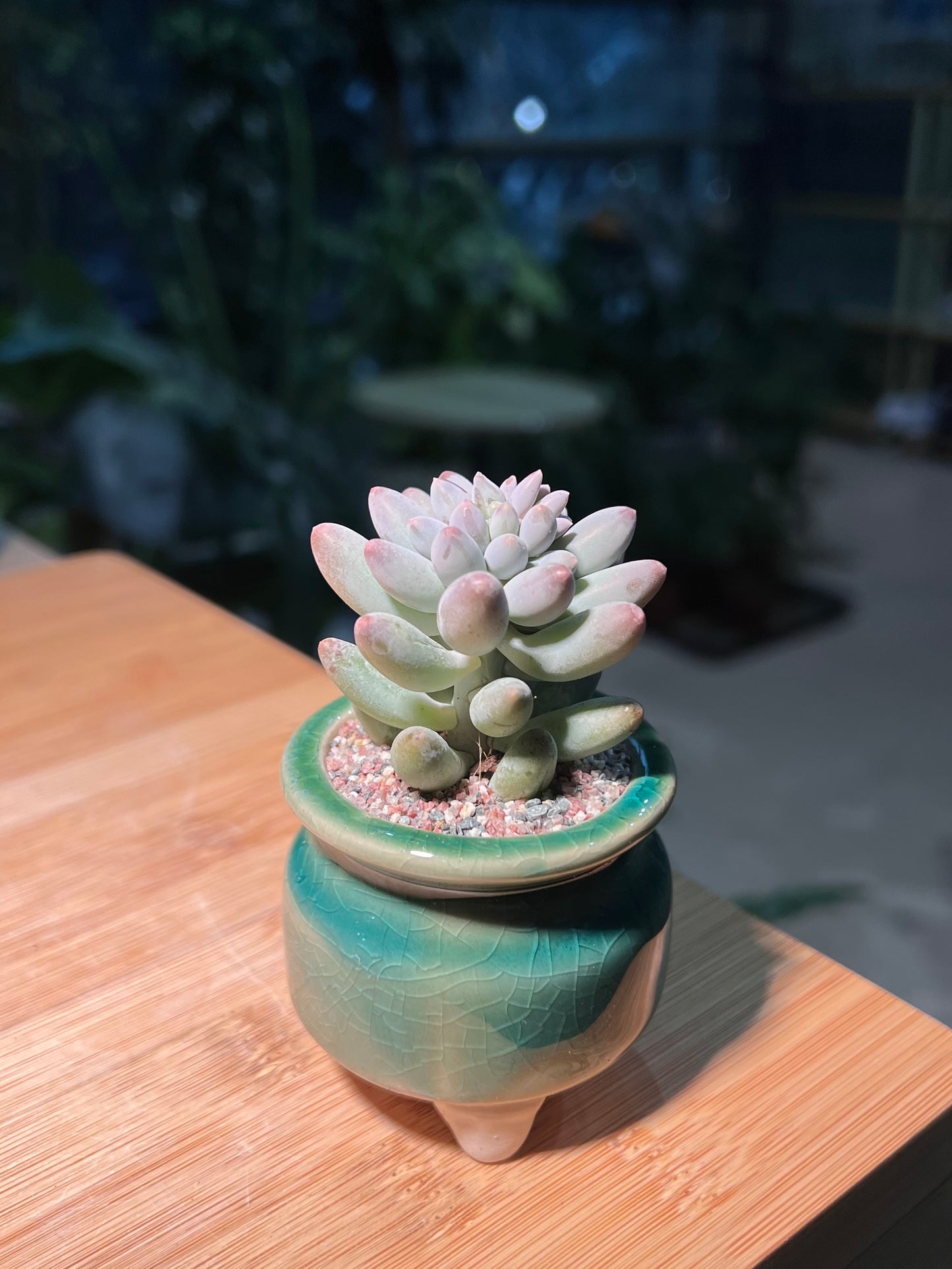 Pachyphytum in Mint Green Ceramic Pot