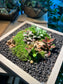 Indoor Plant Arrangement Display in Square Wooden Coaster (customised) - real plants