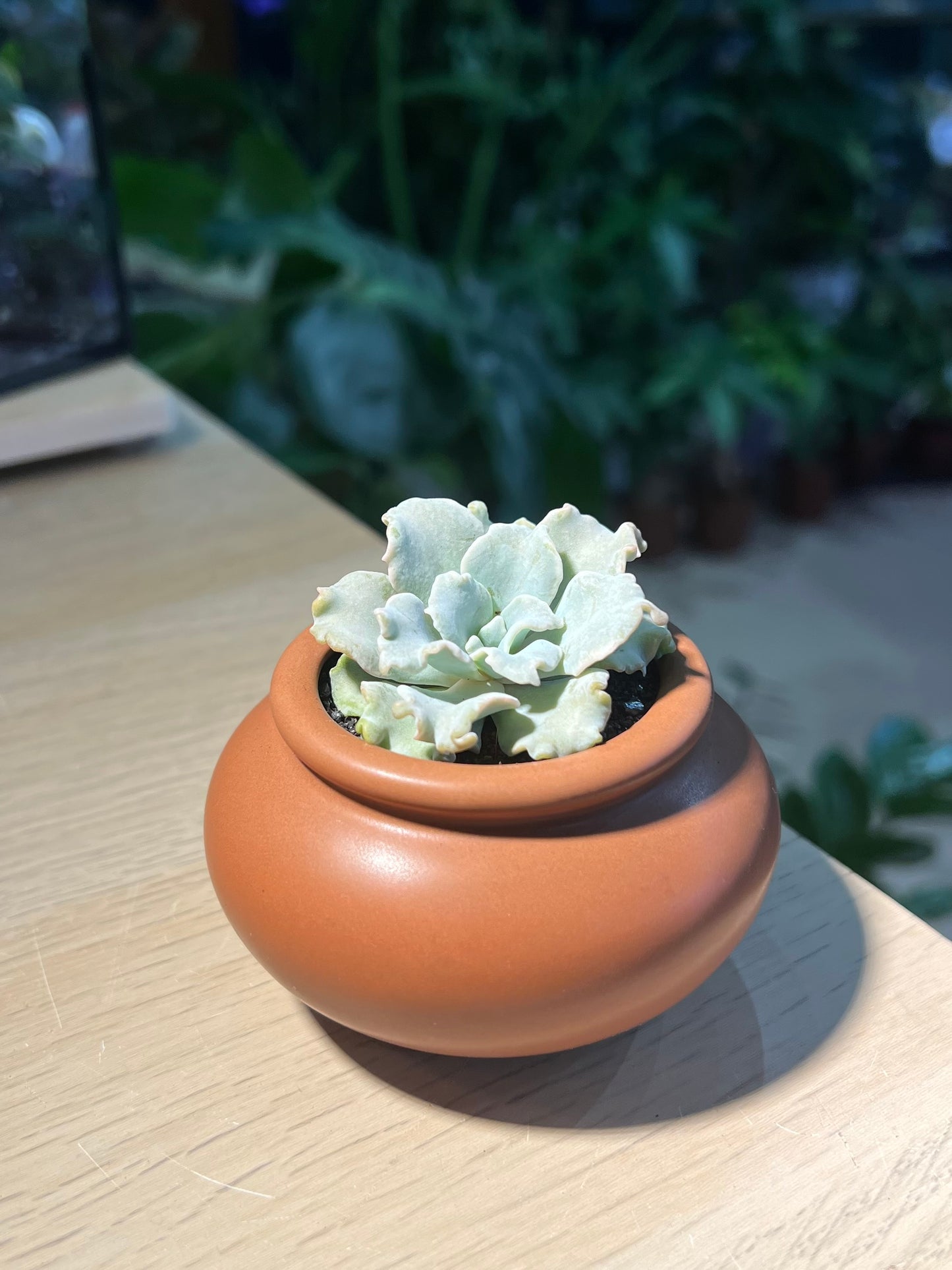 Echeveria 'Crispate Beauty' in Brownish Ceramic Pot