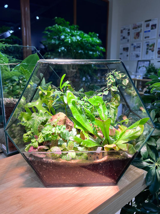 Fittonia and Fern with Moss Arrangement in Hexagonal Aqua Glass