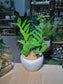 ZZ Plant 金钱树 (Zamioculcas Zamiifolia) in White Glazed Pot