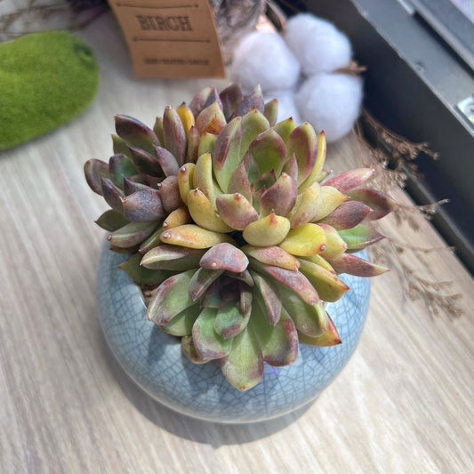 Multi-headed Pachyveria in glazed ceramic pot