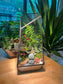 Zen Monk Indoor Plant Arrangement in Black Frame Polygonal Terrarium Glass