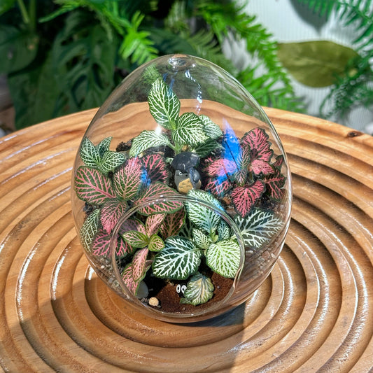 Fittonia Arrangement in Eggette Glass (M)
