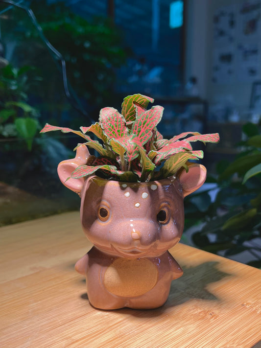 Fittonia in Pinky Bear Ceramic Pot