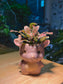 Fittonia in Pinky Bear Ceramic Pot