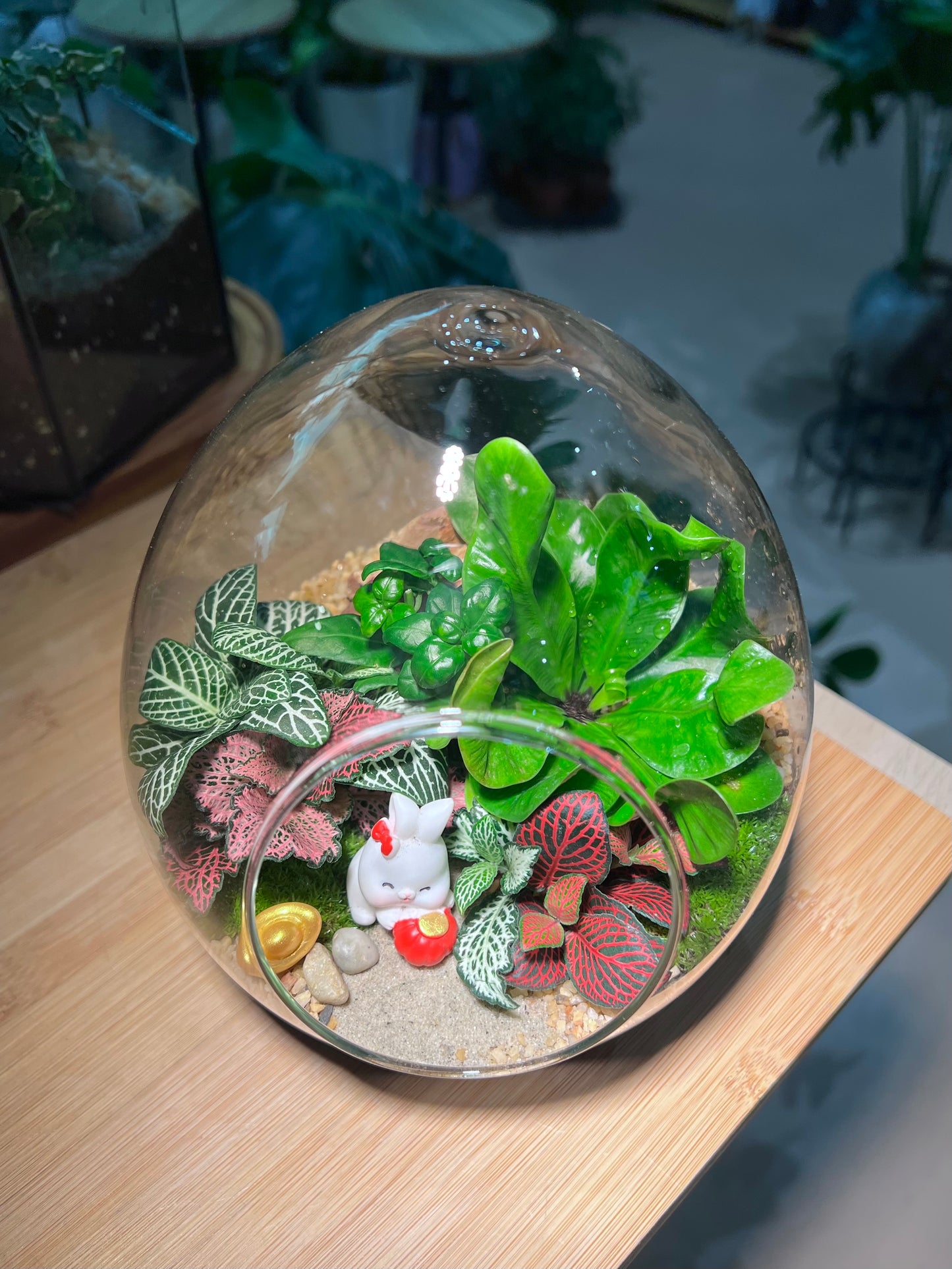 Fittonia and Bird Nest Fern with Moss Arrangement in Eggette Glass (L)