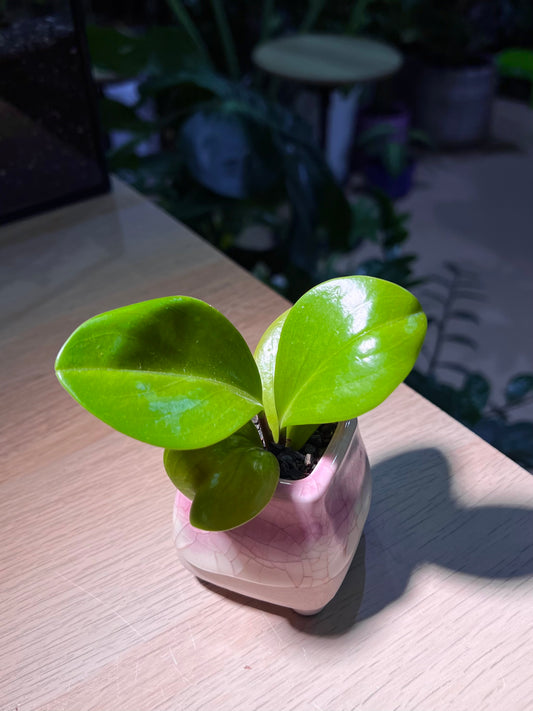 Peperomia in Bicolor Ceramic Pot