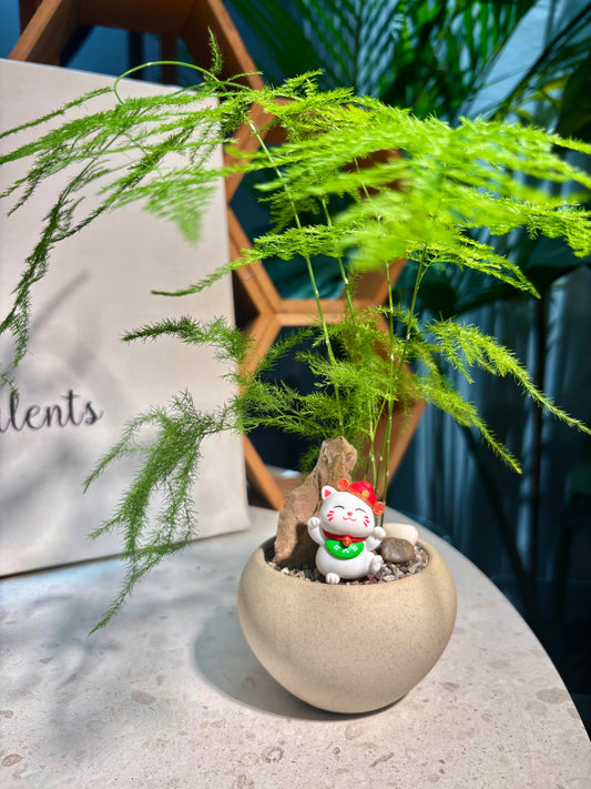 Asparagus Setaceus in Nude Pot 🧸