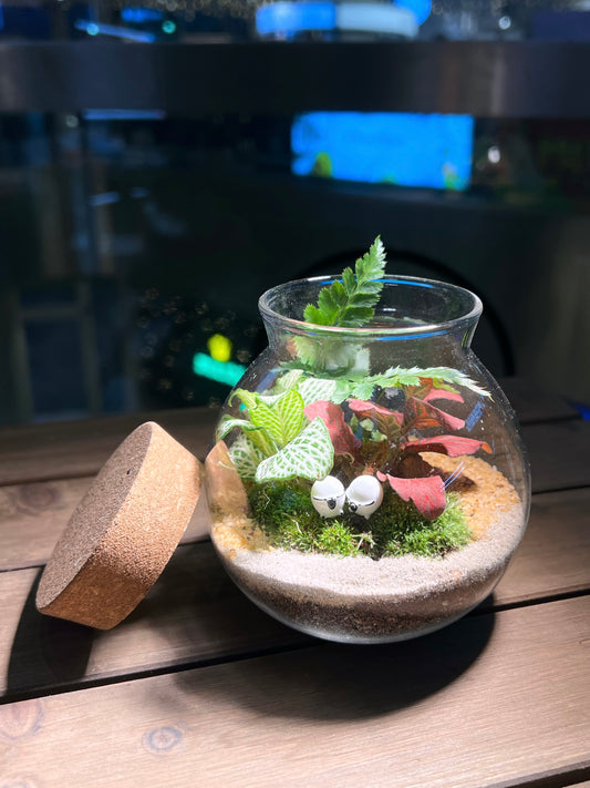 Fittonia and Fern with Moss Arrangement in Round Covered Glass Terrarium