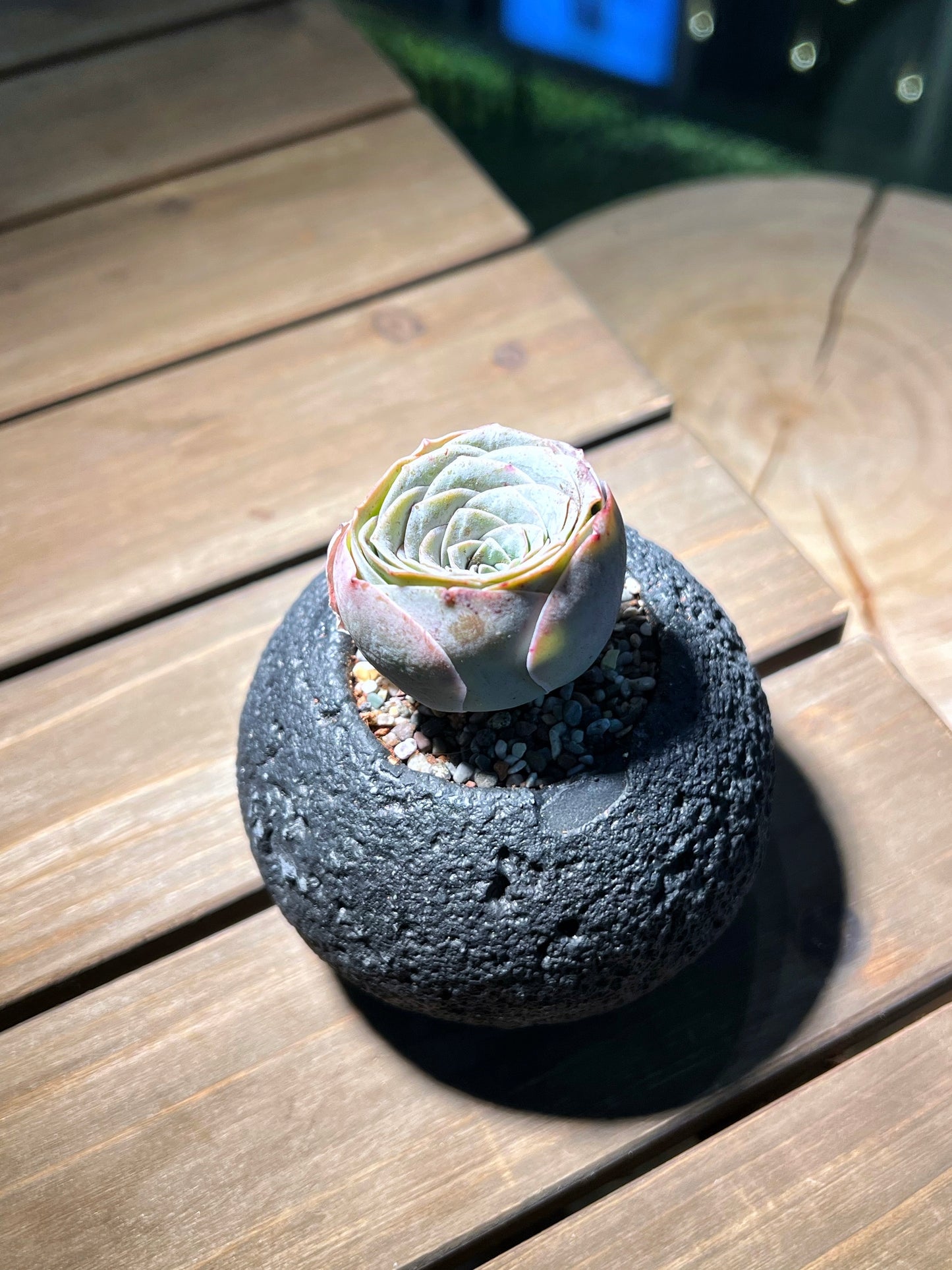 Mountain Rose in Black Concrete Pot