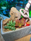 Fittonia, Fern and Bonsai Arrangement in Greyish Rectangle Ceramic Pot with Horseh Figurines