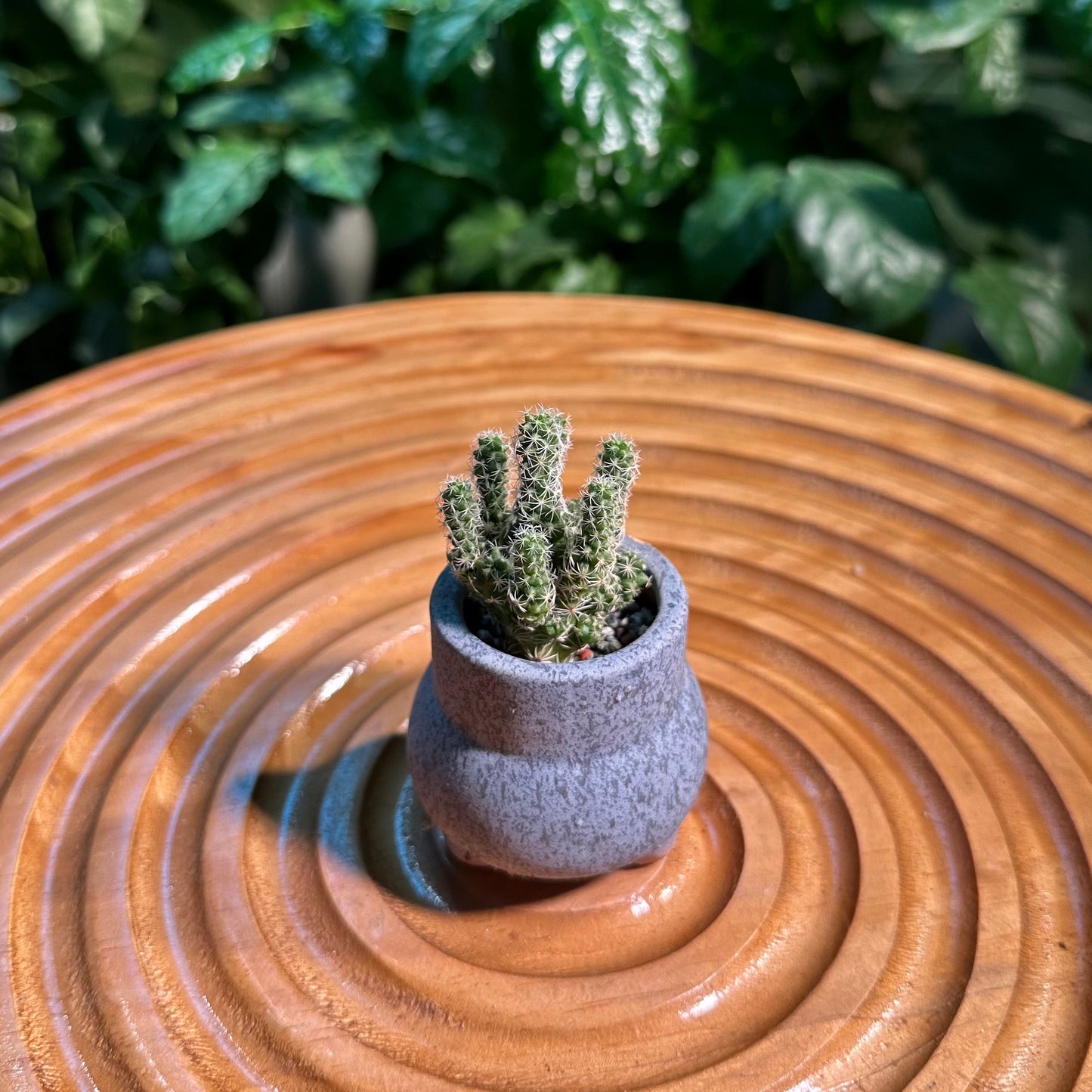 Rare Cactus Collection in Designer Pot