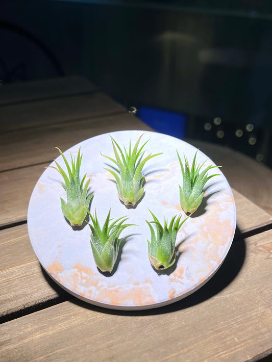 Airplant on Diatom Mud Coaster