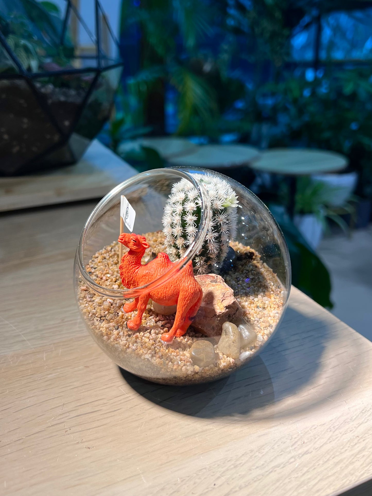 Mammillaria (Cactus) in Round Glass