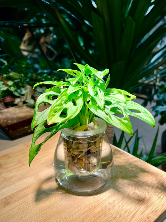 Monstera in Round Fuji Water Based Glass