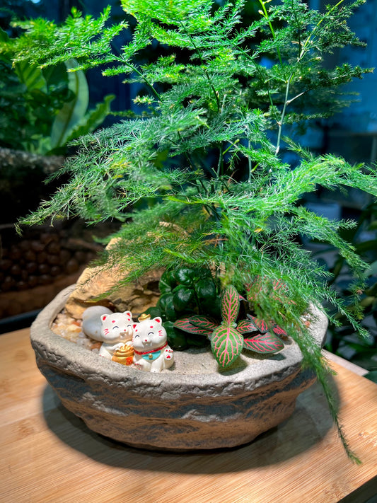 Fittonia and Asparagus Fern with Bubble Plant Arrangement in Faux Stone Concrete Pot