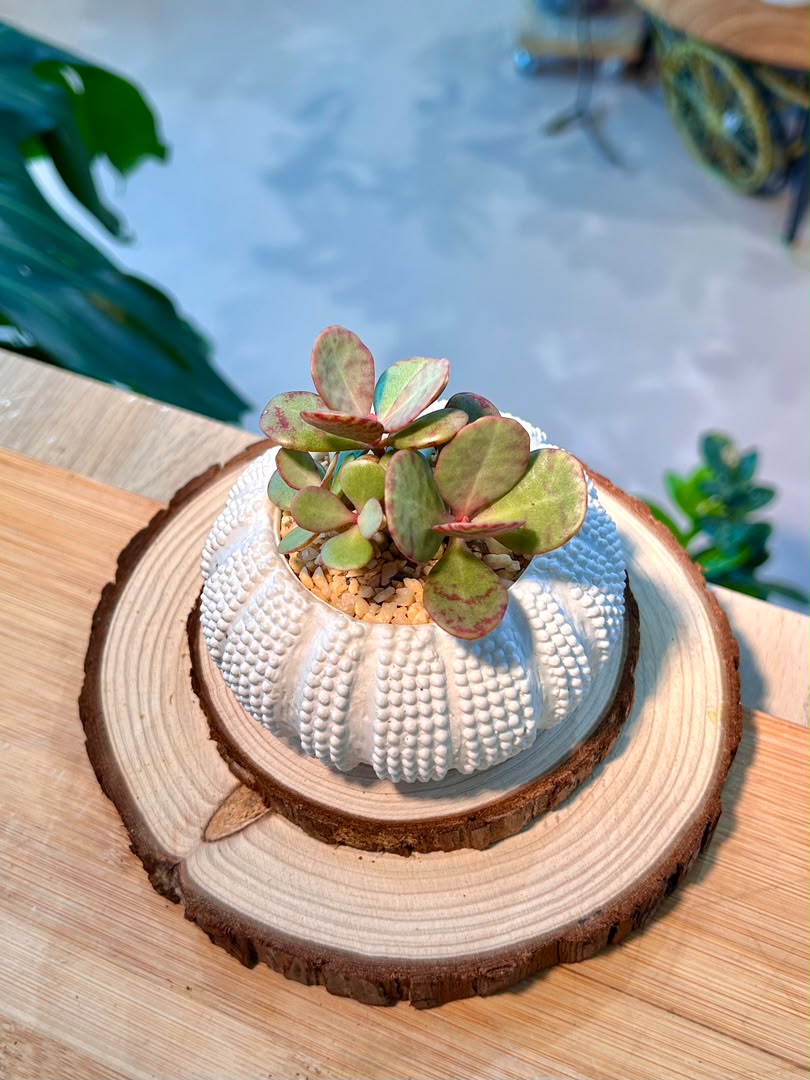 Crassula Ovata Variegata (Succulent) in Sea Urchin Ceramic Pot