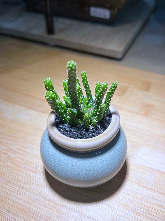 Euphorbia Inermis in Small Light Blue Belly Ceramic Pot