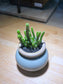 Euphorbia Inermis in Small Light Blue Belly Ceramic Pot