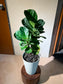 Fiddle Leaf Fig (琴叶榕) in White Round Ceramic Pot
