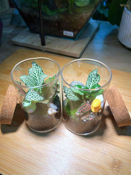 Fittonia with Moss Arrangement in Tall Cylindrical Glass Terrarium