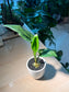 Drimiopsis Maculata (青蛙王子) in Tall Cylindrical Pot