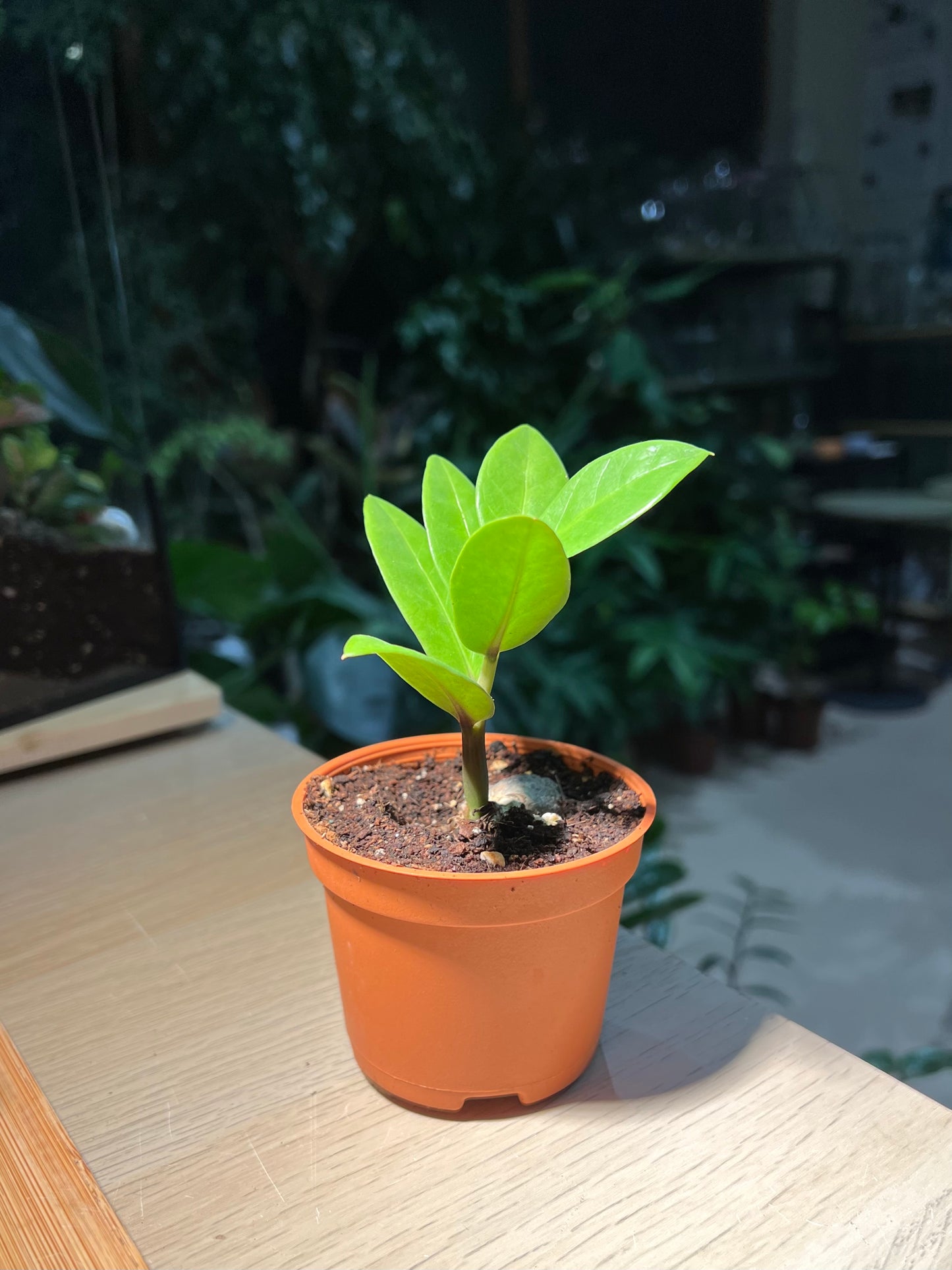 Plastic Pot - ZZ Plant (金钱树)