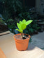 Plastic Pot - ZZ Plant (金钱树)