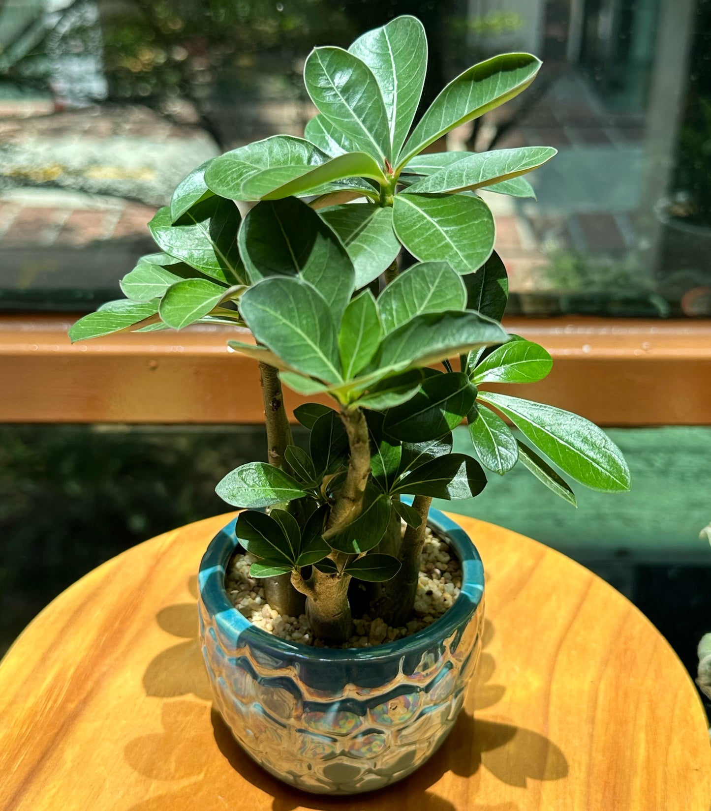 Adenium Obesum in Blue Designer Pot