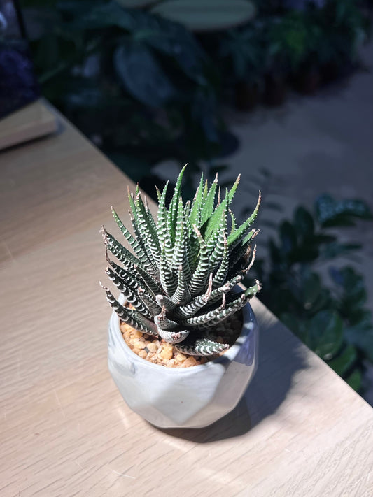 Haworthia Fasciata (Zebra Plant) in Marble Ceramic Pot