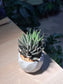 Haworthia Fasciata (Zebra Plant) in Marble Ceramic Pot