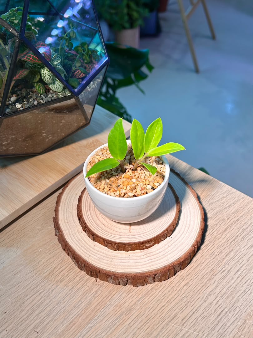 Baby Money Plant (金钱树) Zamioculcas Zamiifolia in White Glazed Ceramic Pot