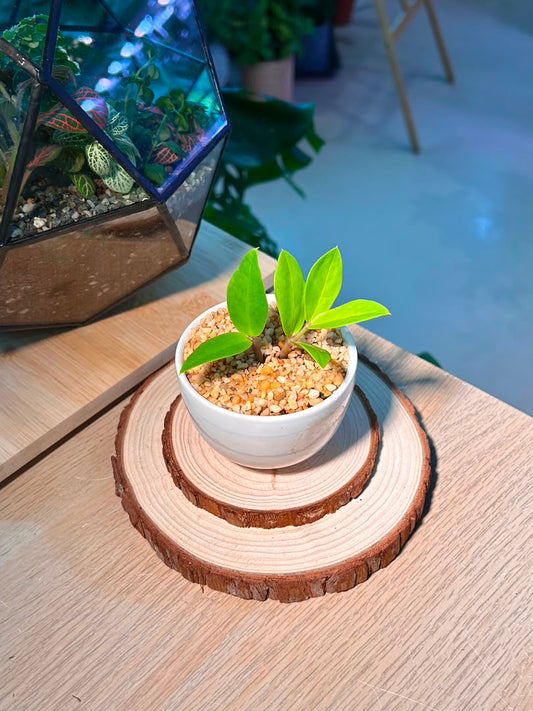 Baby Money Plant (ιι±ζ ) Zamioculcas Zamiifolia in White Glazed Ceramic Pot