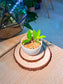 Baby Money Plant (金钱树) Zamioculcas Zamiifolia in White Glazed Ceramic Pot