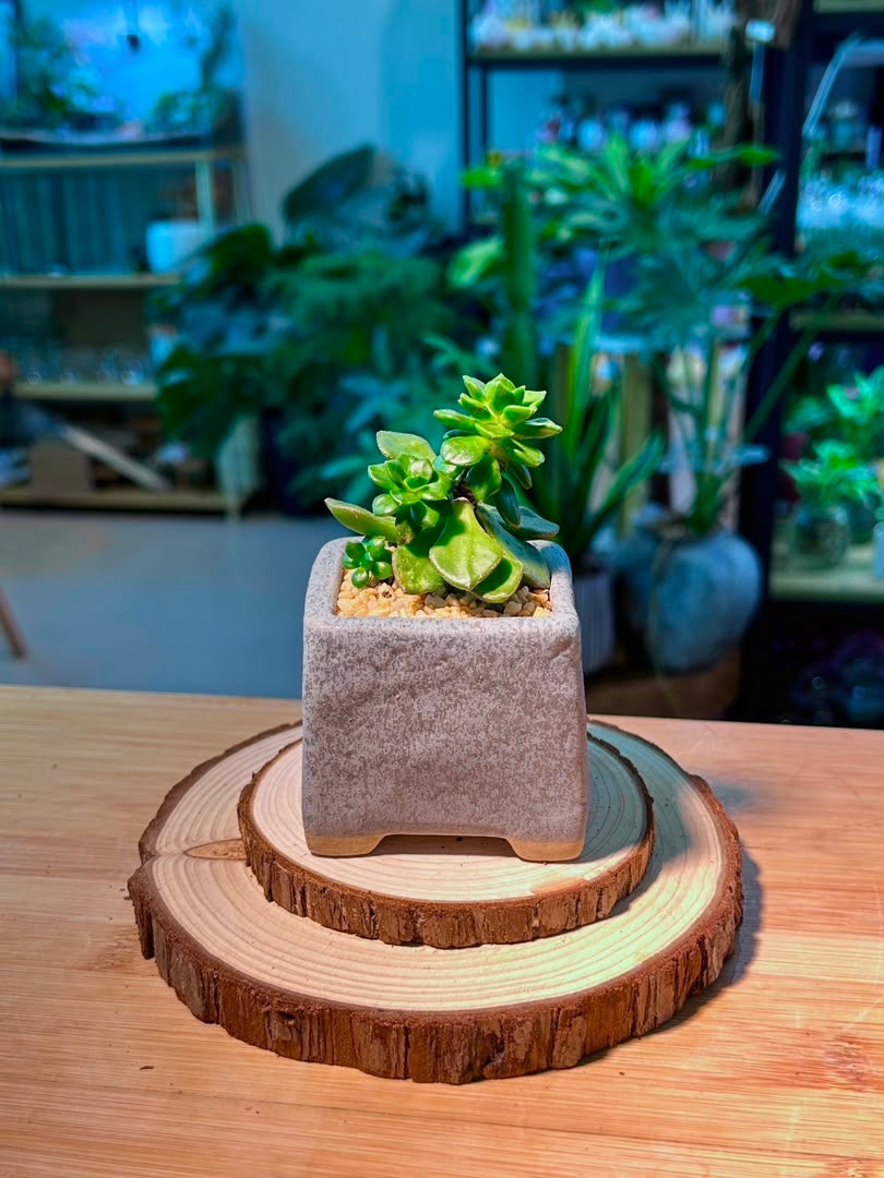 Jade Plant (玉树) Crassula Ovata in Textured Matte Ceramic Pot