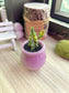 Huernia Cactus in Glazed Gradient Finished Ceramic Pot