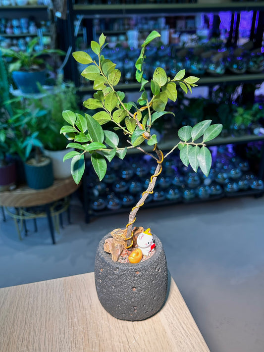 Small Leaved Ebony (黄杨叶柿) Diospyros Buxifolia in Black Textured Matte Ceramic Pot