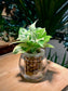 Pothos Njoy in Round Water Based Glass