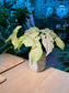 Pink Splash Arrowhead Plant (粉红泼墨合果芋) Syngonium Podophyllum in Grey Texture Ceramic Pot