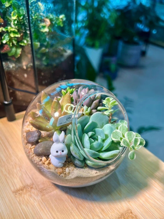 Succulent Arrangement in Round Glass