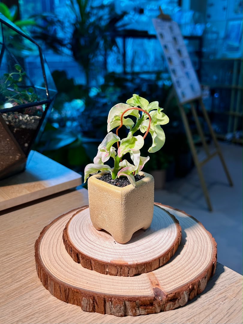 Bird Flower (小鸟花) Euphorbia Tithymaloides in Textured Matte Ceramic Pot