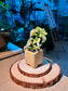 Bird Flower (小鸟花) Euphorbia Tithymaloides in Textured Matte Ceramic Pot