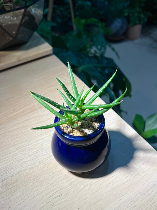 Baby Aloe Humilis in Dark Blue Ceramic Pot