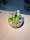 Succulent Terrarium in Crystal Glass